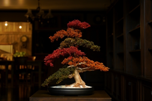 ART MIX BONSAI
